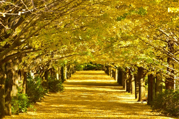 【京成船橋発】秋色レトロ散歩♪国営昭和記念公園のイチョウ並木と江戸東京たてもの園・深大寺散策<コースNo.26-1101-A>(京成トラベル)1
